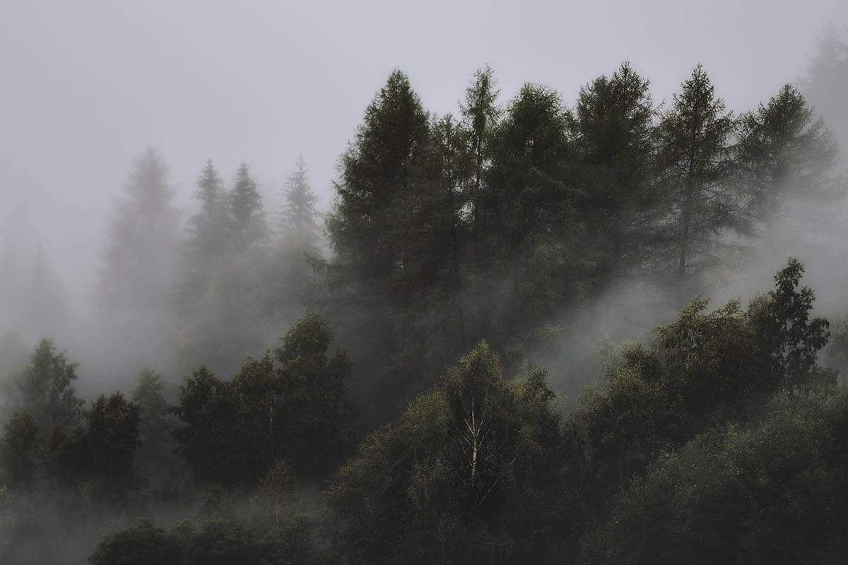 Misty forest